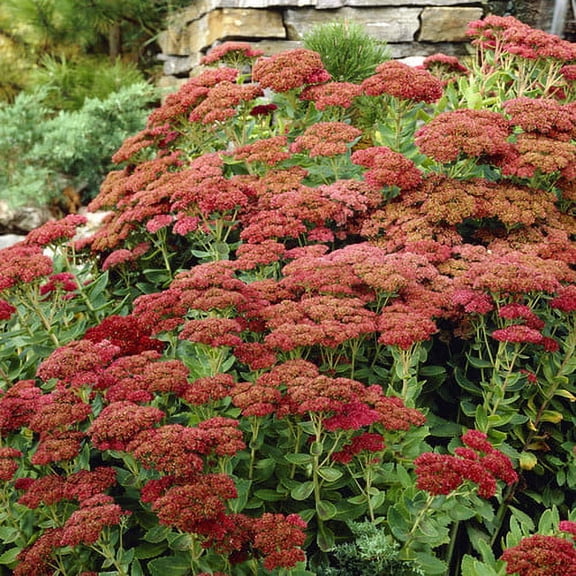 Van Zyverden Garden Succulent Sedum Herbstfreude Set of 3 Plant Roots Red Full Sun Perennial Low Maintenance 1 lb