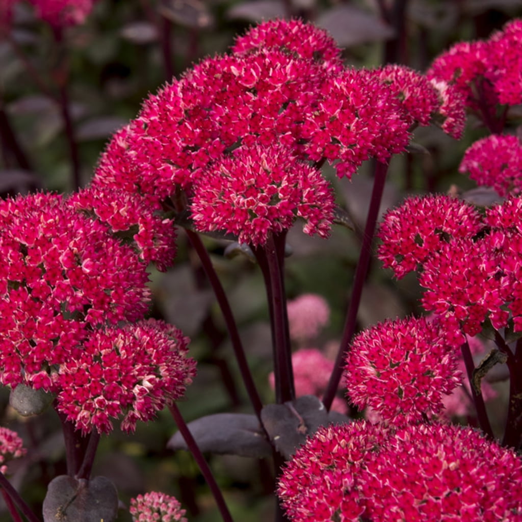Van Zyverden Garden Succulent Sedum Red Cauliflower 3 Plant Roots Red Full Sun Pollinator 1 lb