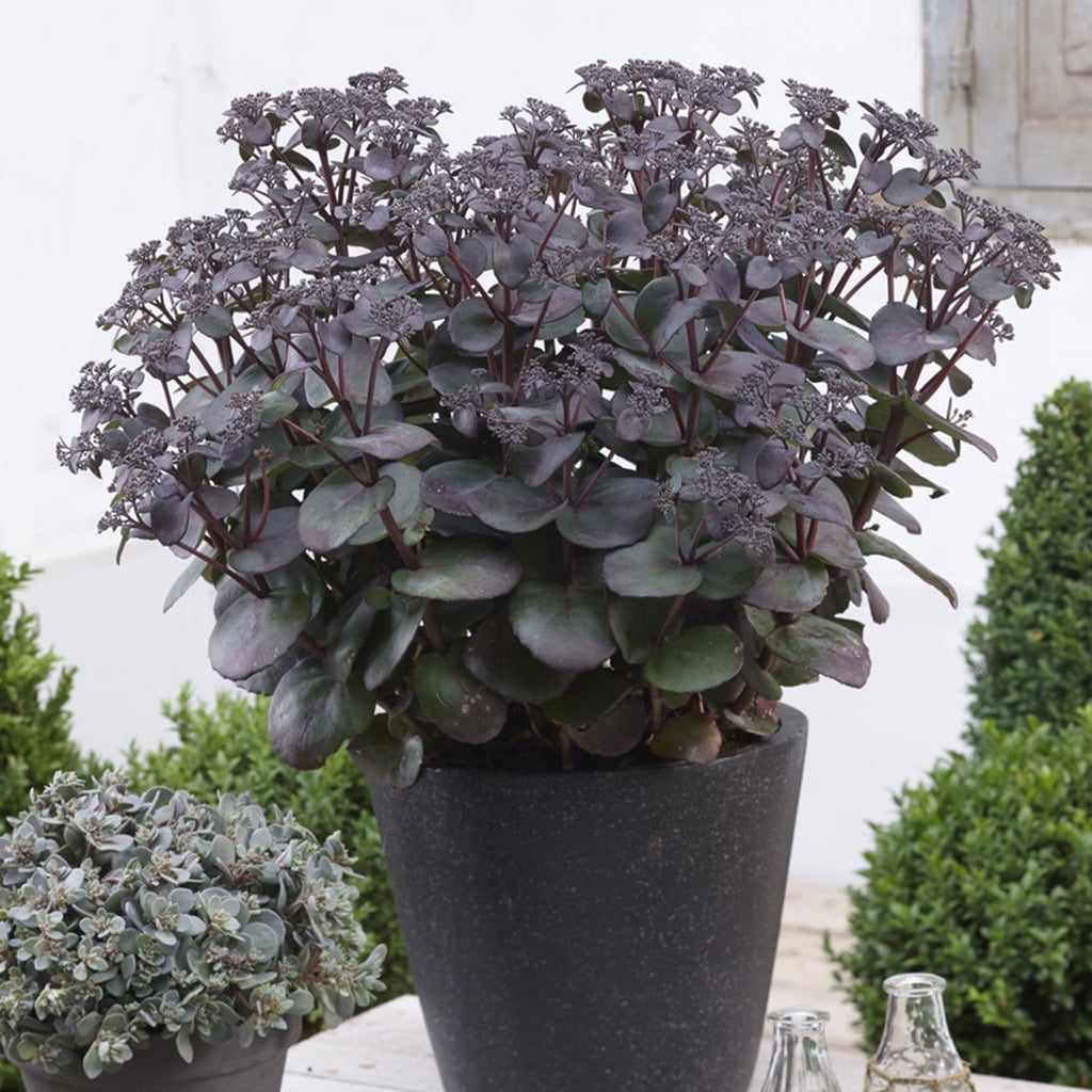 Van Zyverden Garden Succulent Sedum SunSparkler R Blue Pearl Set of 3 Plant Roots Blue Full Sun Low Maintenance 1 lb