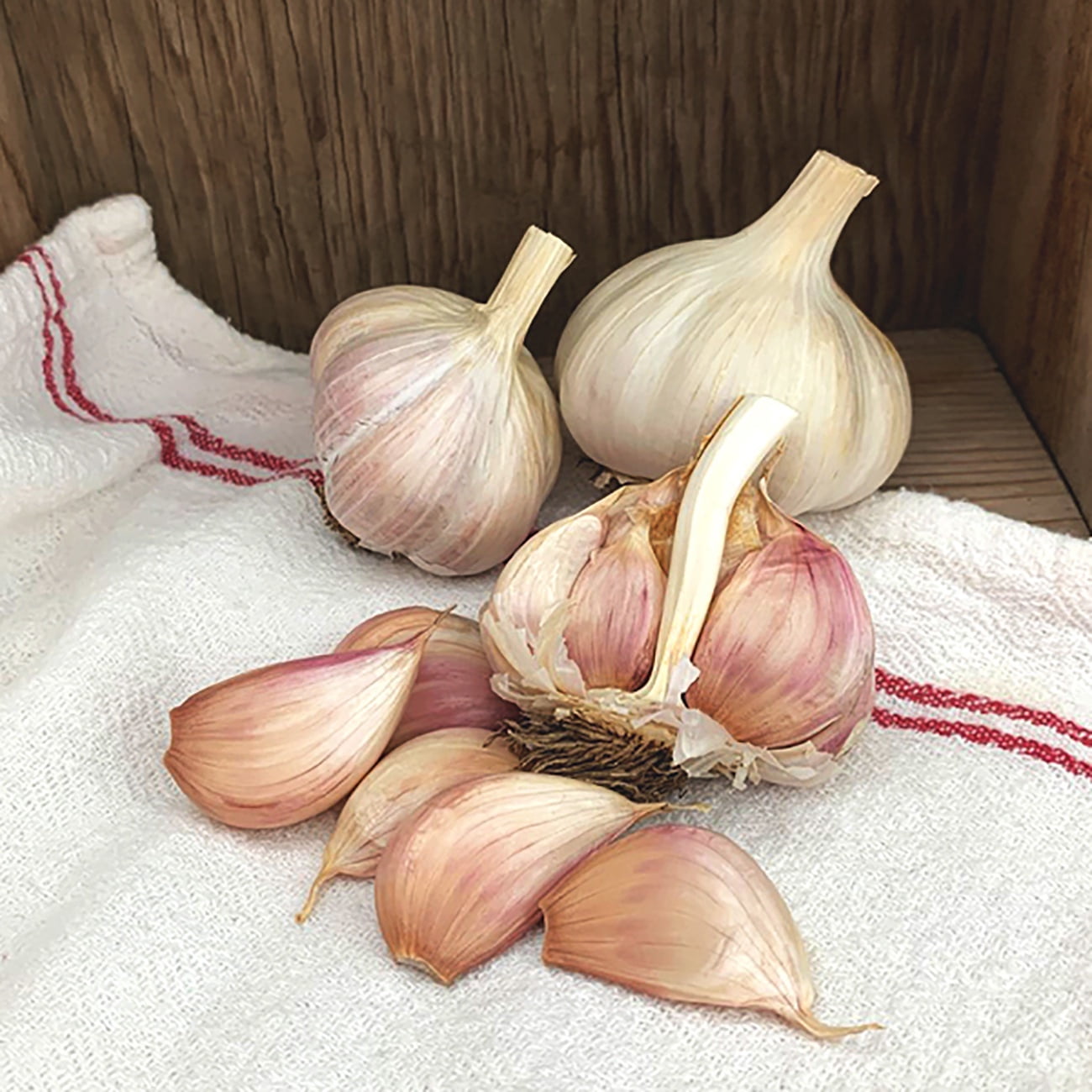Van Zyverden Garlic Purple Creole Set of 3 Bulbs White Full Sun