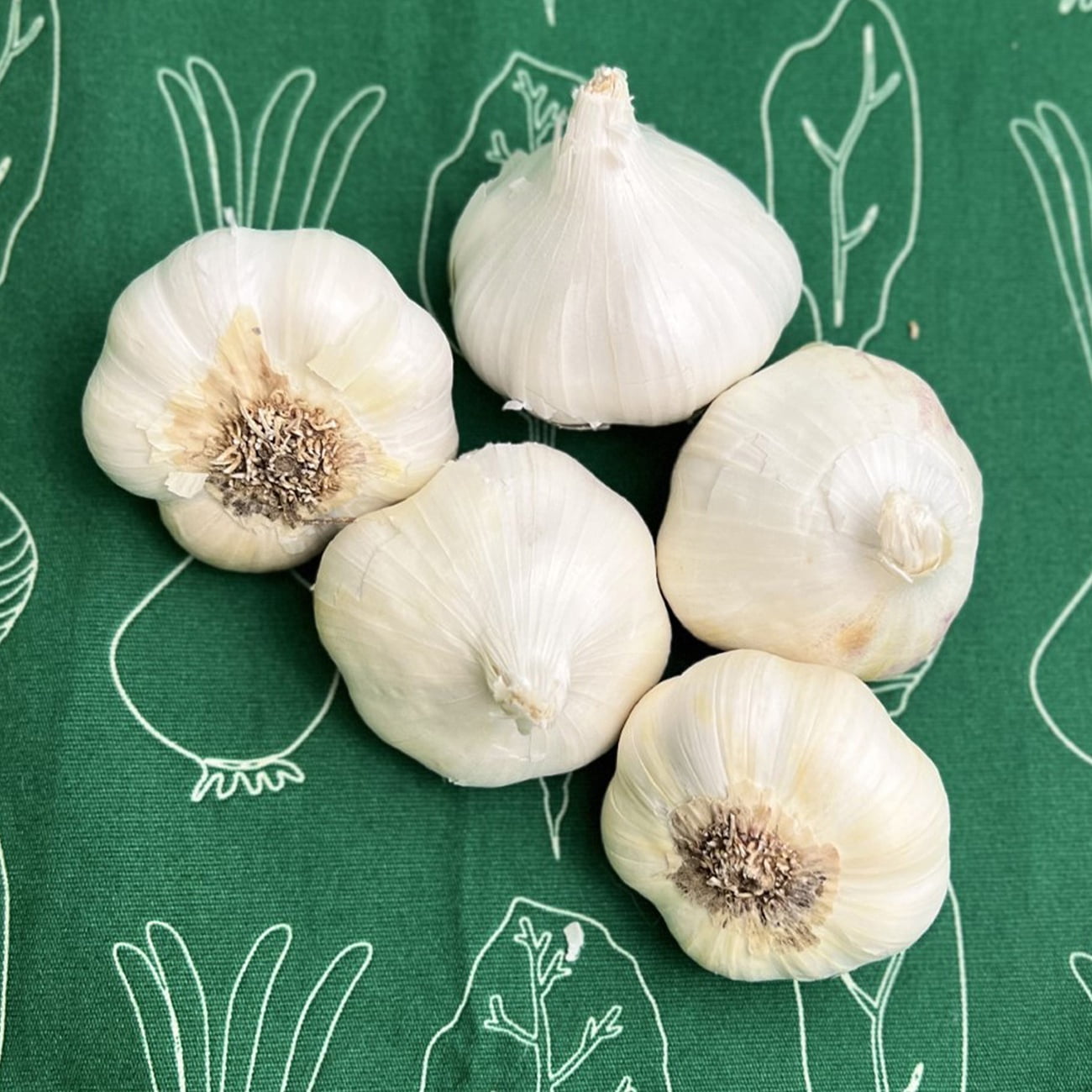 Van Zyverden Garlic Softneck Artichoke Sicilian 5 Bulbs White Full Sun