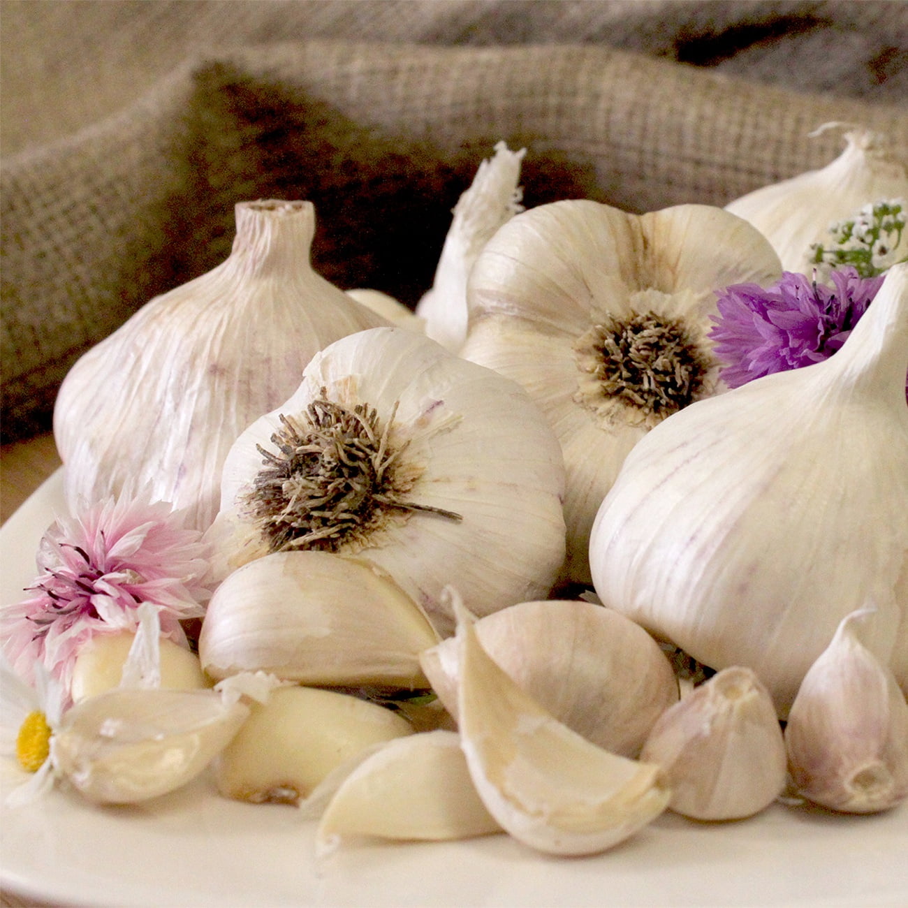 Van Zyverden Garlic Softneck Silverskin Inchelium Red 5 Bulbs White Full Sun