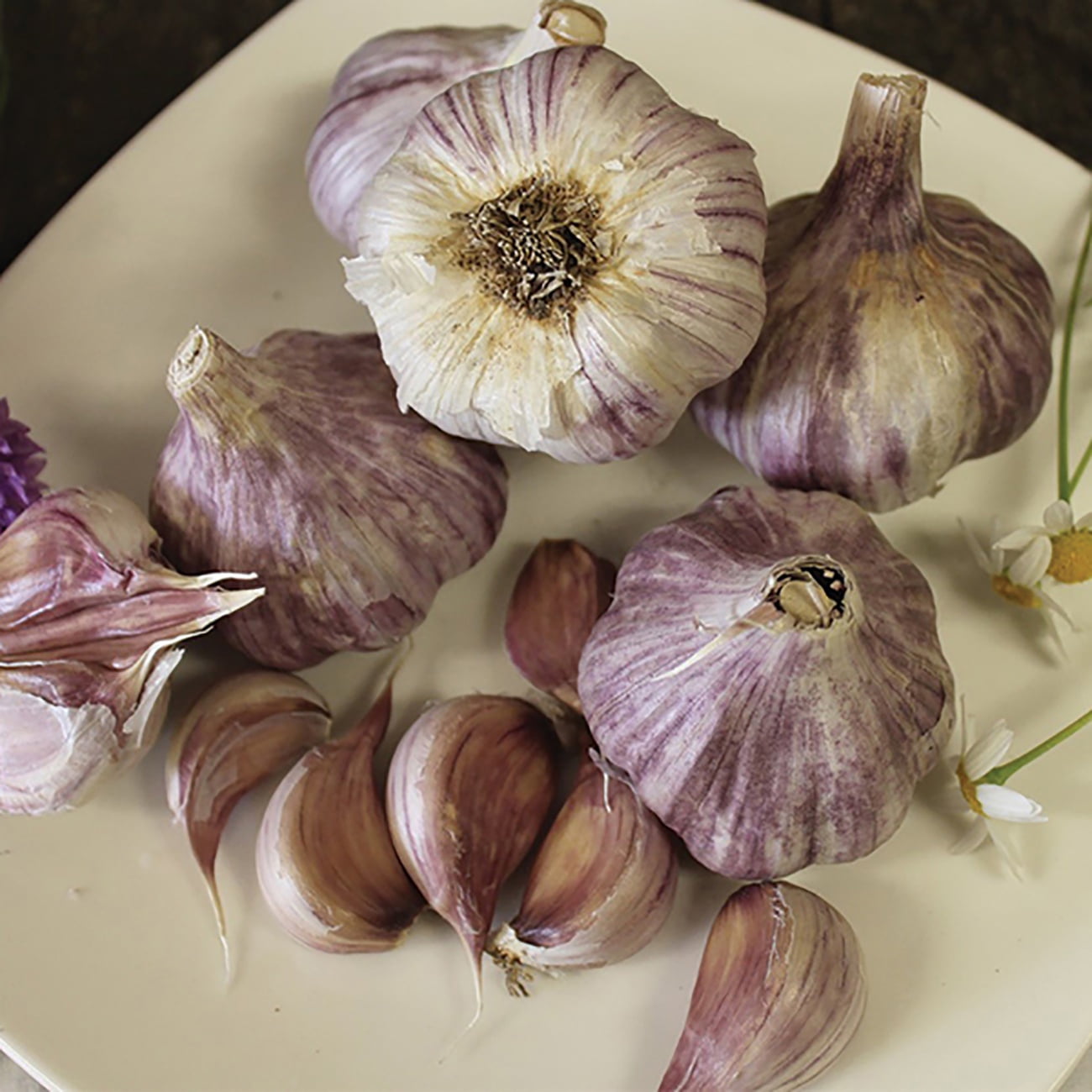 Van Zyverden Garlic Standard Purple Strip Chesnok Red Set of 3 Bulbs White Full Sun