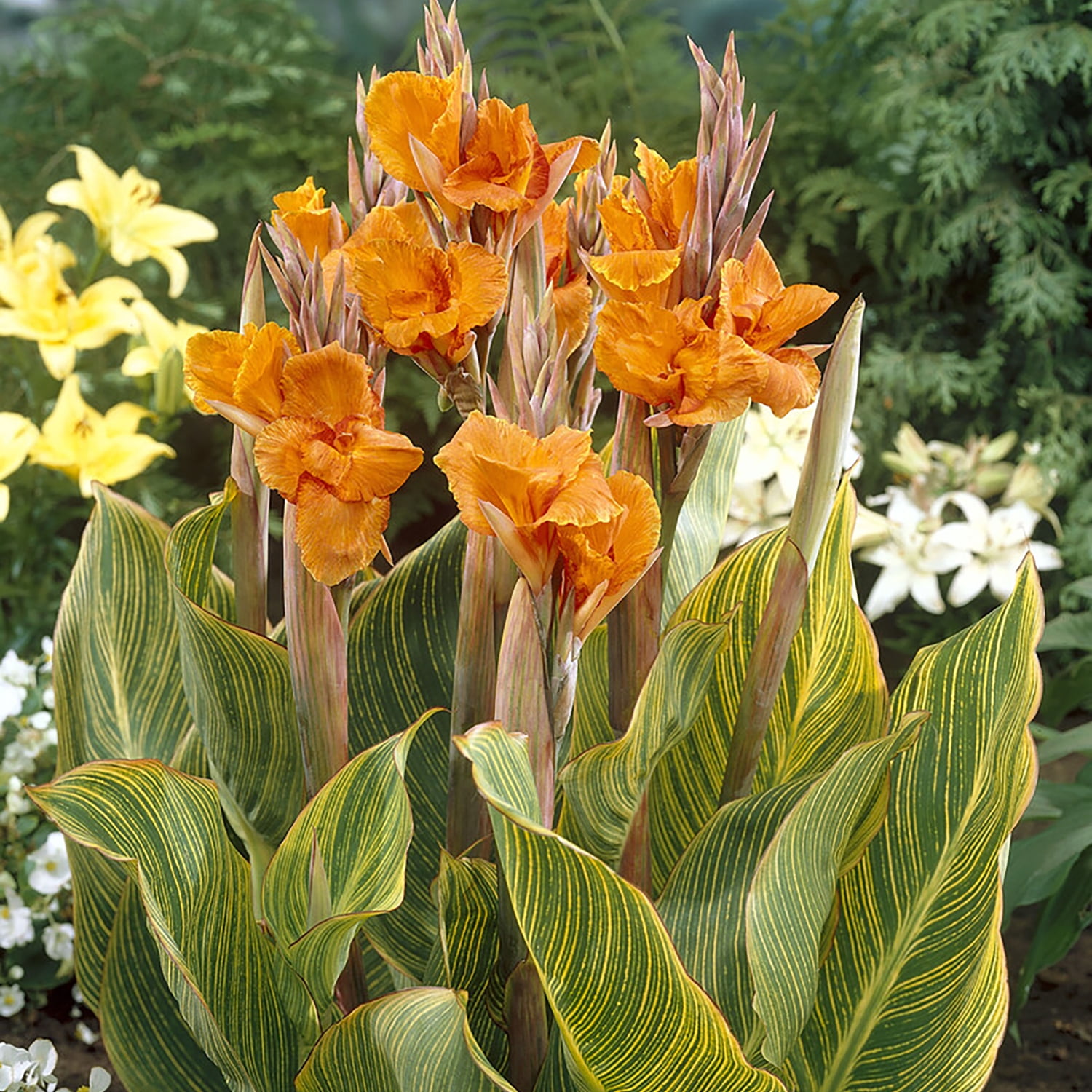 Van Zyverden Giant Cannas Bengal Tiger 3 Bulbs Orange Full Sun Annual Deer Resistant