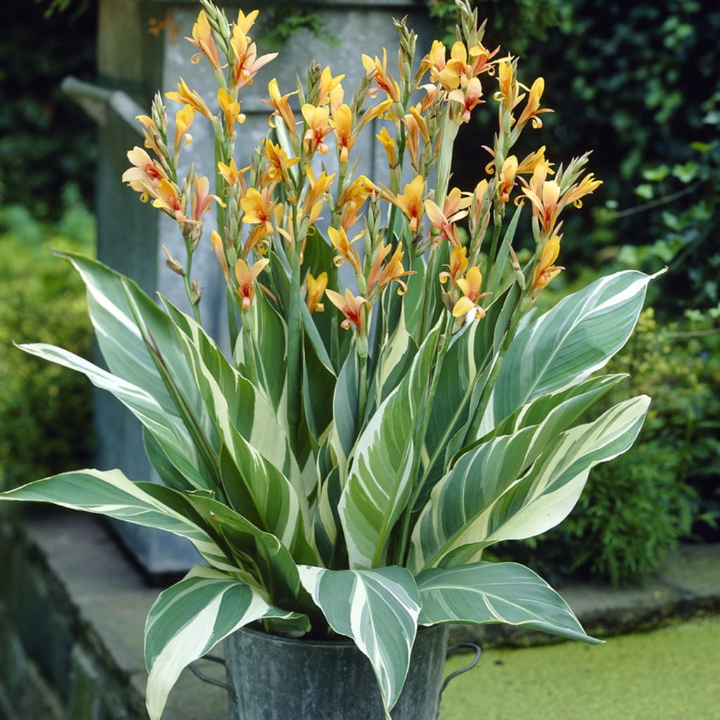 Van Zyverden Giant Cannas Stuttgart 5 Bulbs Orange Full Sun Annual Deer Resistant