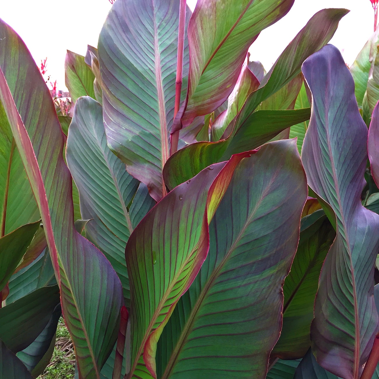 Van Zyverden Giant Cannas World's Tallest Cannas Musifolia Set of 5 Bulbs Orange Full Sun Easy to Grow