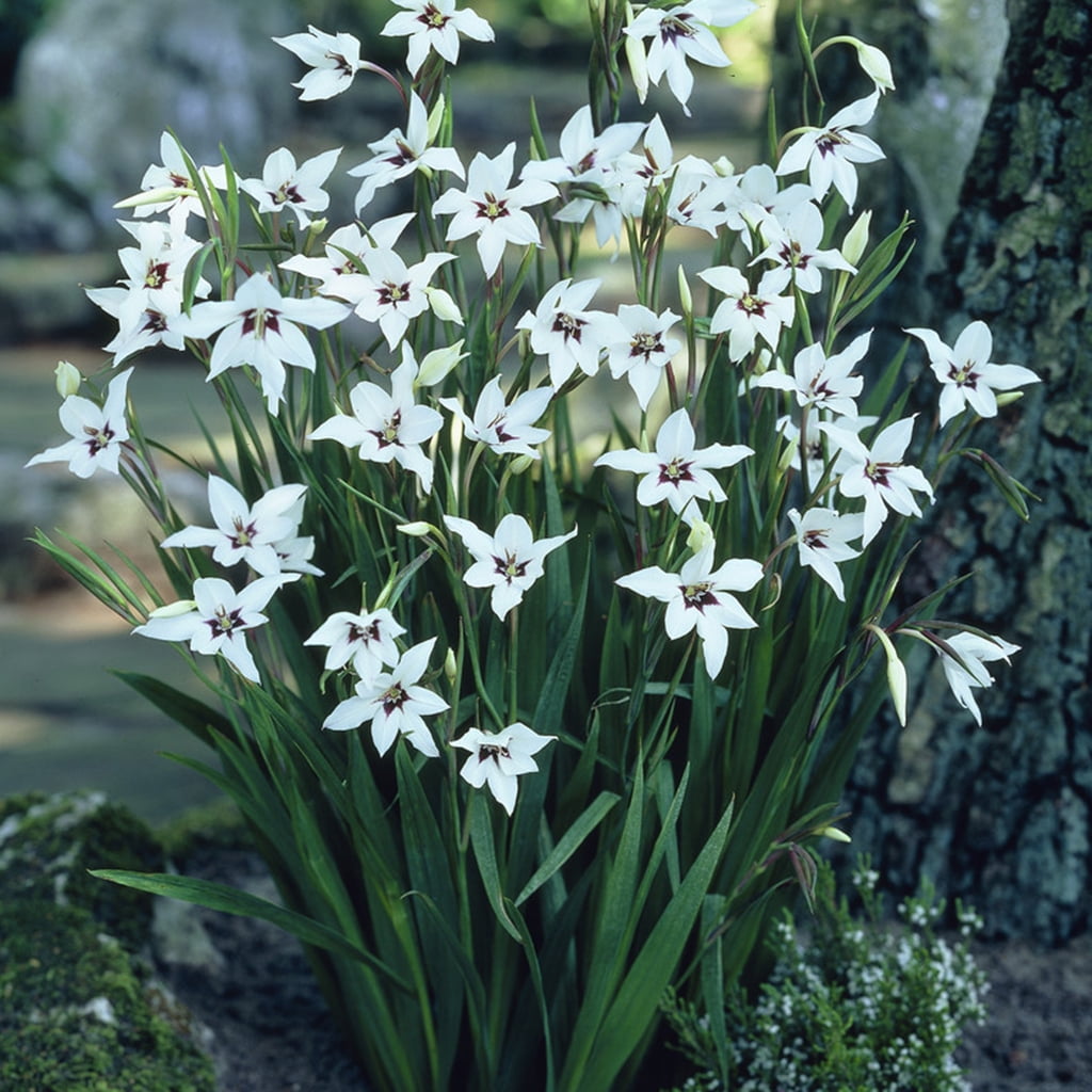 Van Zyverden Gladiolus Acidanthera Set of 25 Bulbs Multicolor Partial Sun Perennial Fragrant 1 lb
