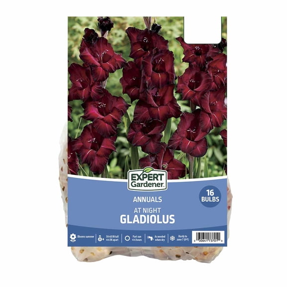 Expert Gardener Gladiolus At Night (Set of 16 Dormant Bulbs) Partial Sun, Black, Annual