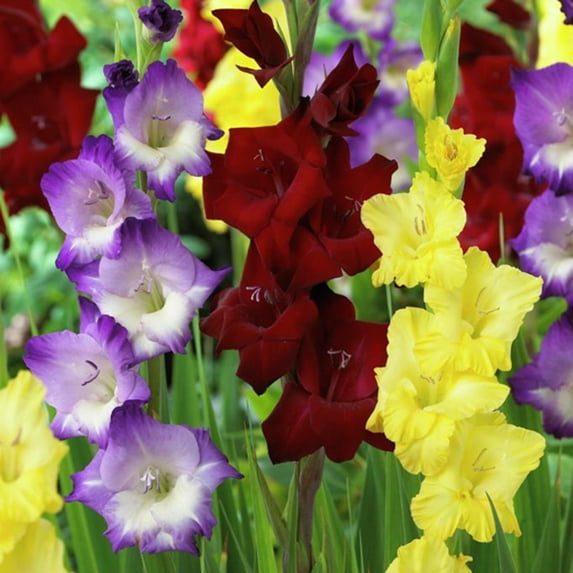 Van Zyverden Gladiolus De Luxe Blend Set of 25 Bulbs Yellow Partial Sun Easy to Grow 2 lbs