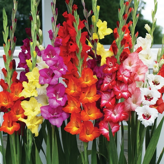 Van Zyverden Gladiolus Large Endless Summer Mix Set of 25 Bulbs Multicolor Partial Sun Perennial Flowering 2 lbs