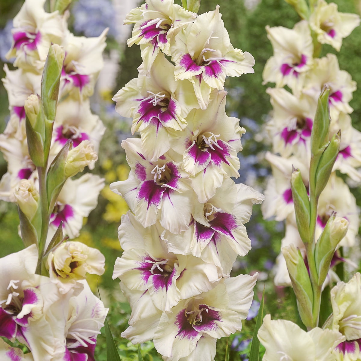 Van Zyverden Gladiolus Large Flowering Amber Mystique Set of 12 Bulbs Multicolor Partial Sun