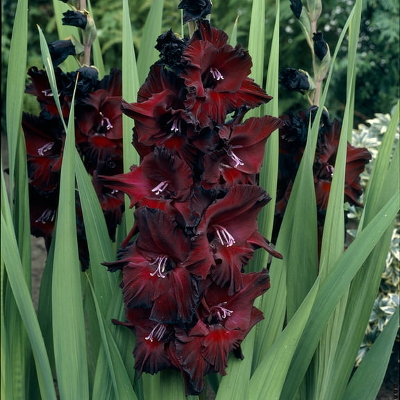 Van Zyverden Gladiolus Large Flowering Black Beauty Set of 12 Bulbs Multicolor Partial Sun Perennial Easy to Grow 1 lb