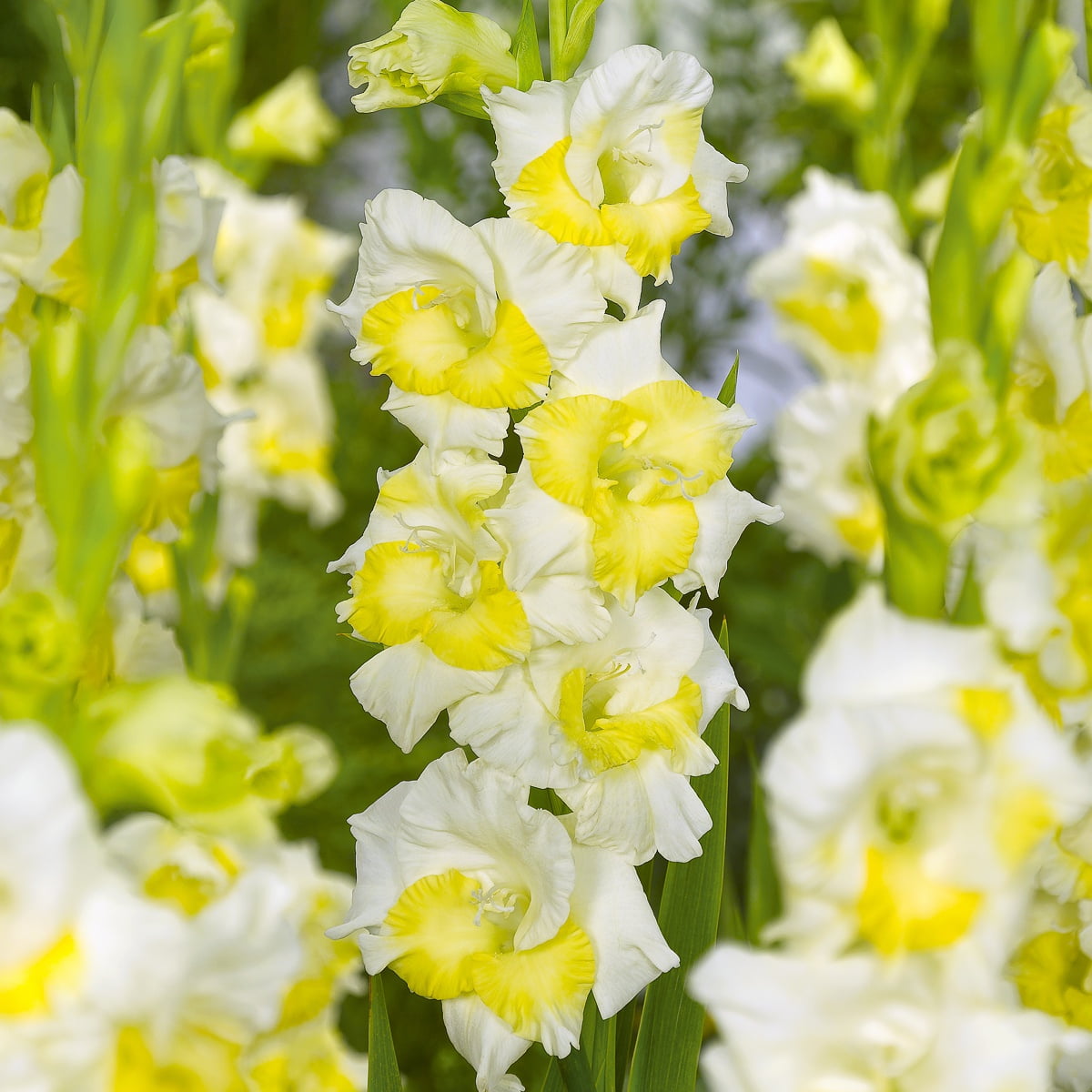 Van Zyverden Gladiolus Large Flowering Buggy Set of 12 Bulbs Multicolor Partial Sun