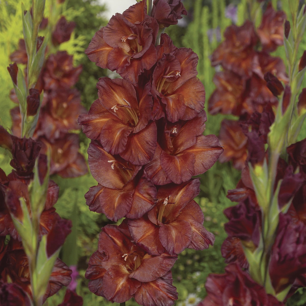 Van Zyverden Gladiolus Large Flowering Chocolate Set of 12 Bulbs Multicolor Partial Sun
