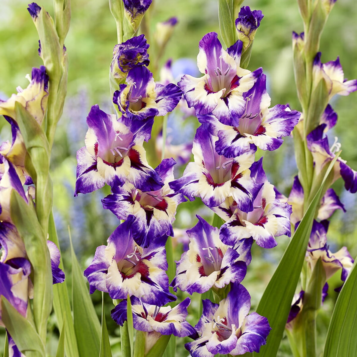 Van Zyverden Gladiolus Large Flowering Circus Color Set of 12 Bulbs Multicolor Partial Sun
