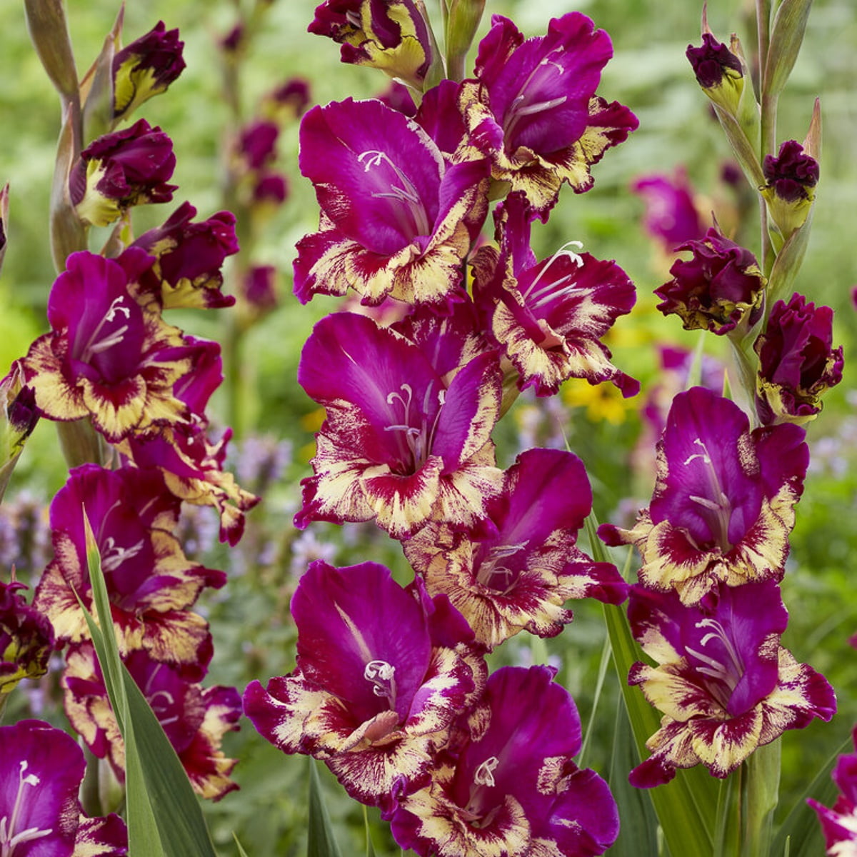 Van Zyverden Gladiolus Large Flowering Colour Club Set of 12 Bulbs Multicolor Partial Sun