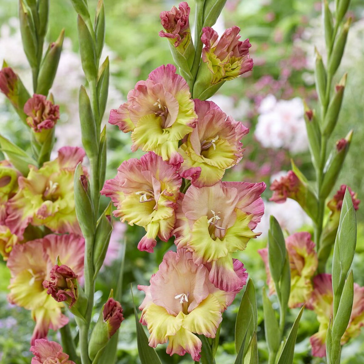 Van Zyverden Gladiolus Large Flowering Conca Verde Set of 12 Bulbs Multicolor Partial Sun