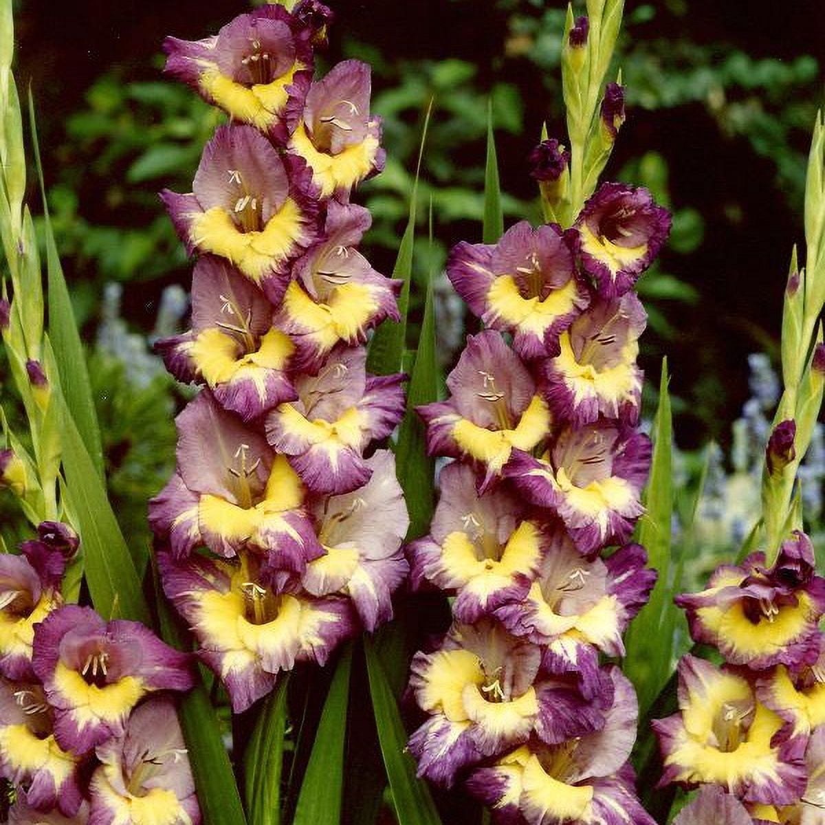 Van Zyverden Gladiolus Large Flowering Dynamite Set of 12 Bulbs Multicolor Partial Sun