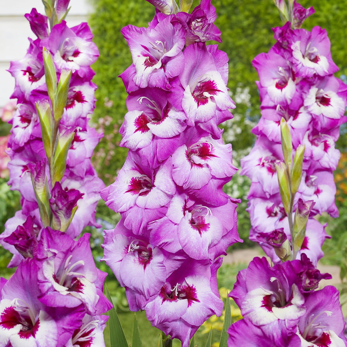 Van Zyverden Gladiolus Large Flowering Elvive Set of 12 Bulbs Purple Partial Sun
