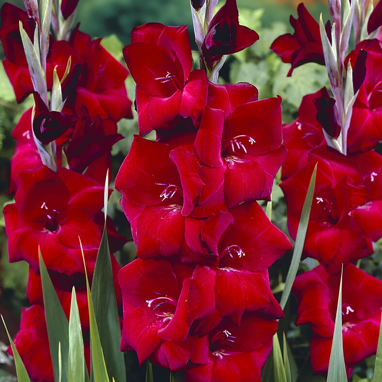 Van Zyverden Gladiolus Large Flowering Espresso 12 Bulbs Multicolor Partial Sun Flowering 1 lb