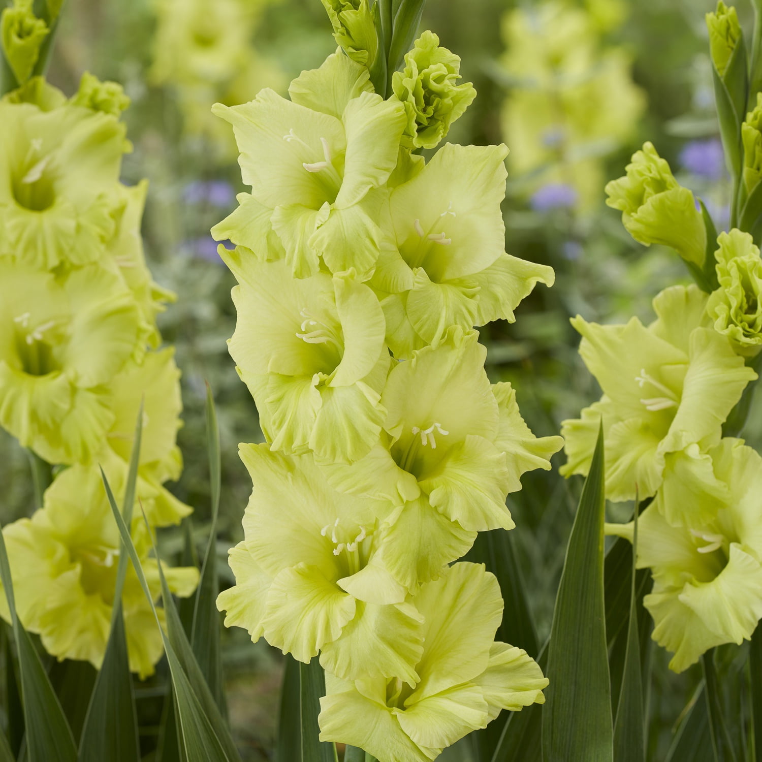 Van Zyverden Gladiolus Large Flowering Koi Set of 12 Bulbs Multicolor Partial Sun