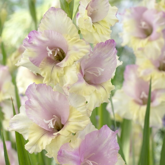 Van Zyverden Gladiolus Large Flowering Mon Amour Set of 12 Bulbs Multicolor Partial Sun Perennial Easy to Grow 1 lb