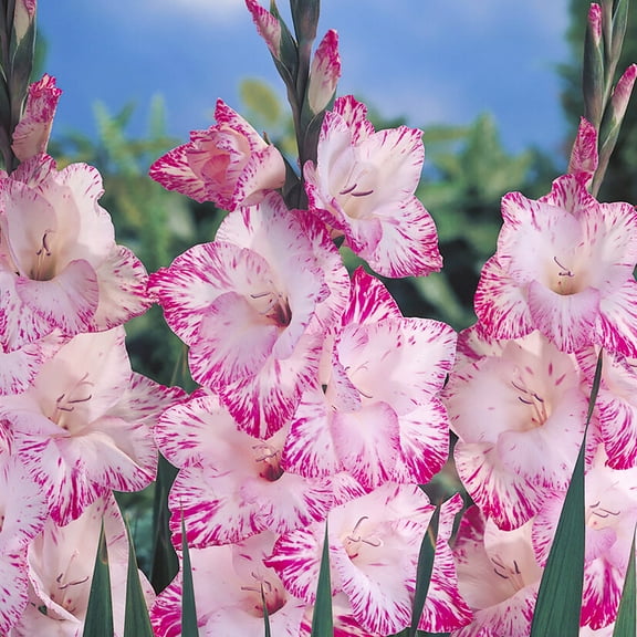 Van Zyverden Gladiolus Large Flowering My Love Set of 12 Bulbs Multicolor Partial Sun Perennial Flowers For Cutting 1 lb