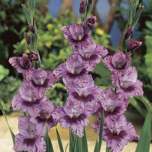 Van Zyverden Gladiolus Large Flowering Passos Set of 12 Bulbs Multicolor Partial Sun Flowering 1 lb