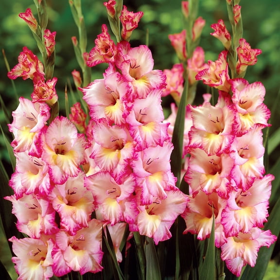 Van Zyverden Gladiolus Large Flowering Priscilla Set of 12 Bulbs Multicolor Partial Sun Perennial Flowers For Cutting 1 lb