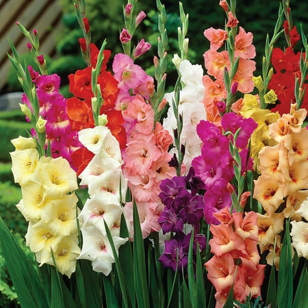 Van Zyverden Gladiolus Large Flowering Rainbow Mix 50 Bulbs Multicolor Partial Sun Easy to Grow 3lb price history and forecast - Van Zyverden 112602