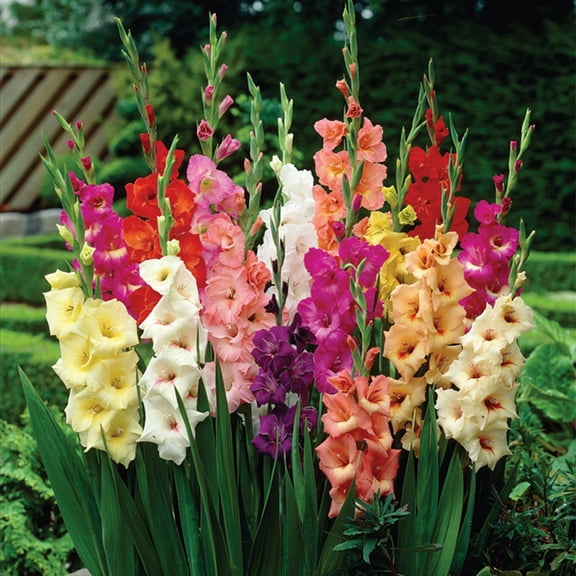 Van Zyverden Gladiolus Large Flowering Rainbow Mixed Set of 12 Bulbs Multicolor Partial Sun