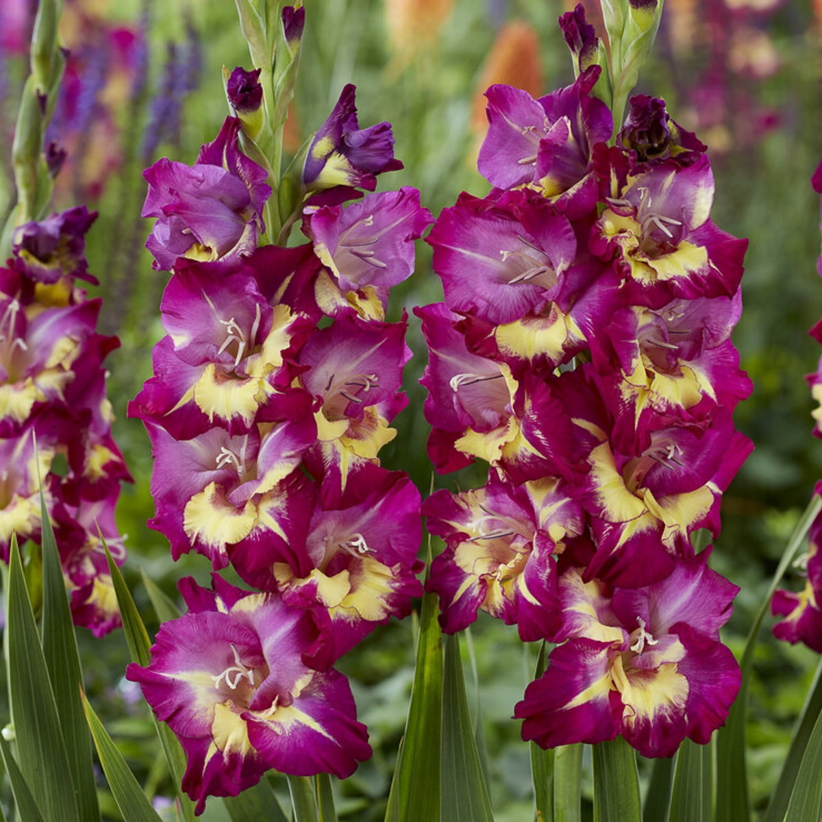 Van Zyverden Gladiolus Large Flowering Seashore Set of 12 Bulbs Multicolor Partial Sun