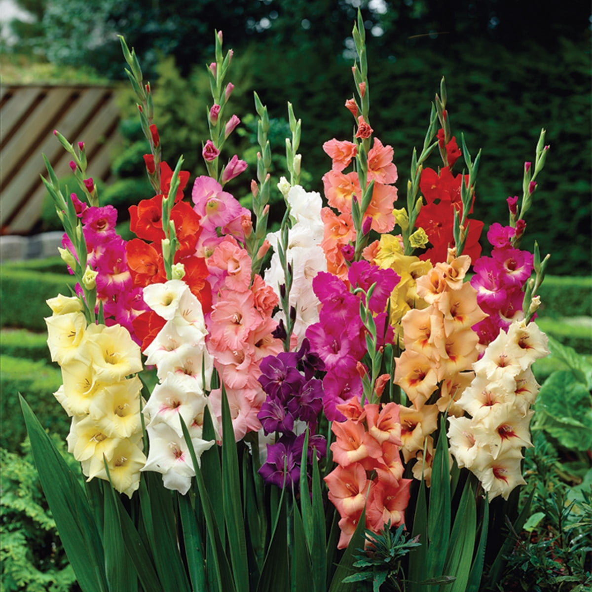 Van Zyverden Gladiolus Large Flowering Stars and Stripes Mixed Set of 35 Bulbs Multicolor Partial Sun Perennial Easy to Grow 2 lbs