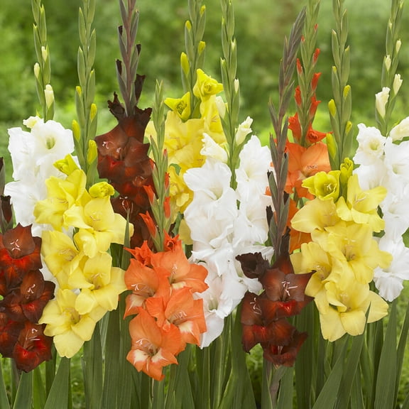 Van Zyverden Gladiolus Large Flowering Sunrise Blend Set of 25 Bulbs Multicolor Partial Sun