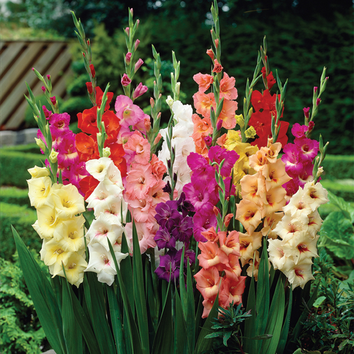 Van Zyverden Gladiolus Plant Bulbs (25 Count) - image 1 of 6