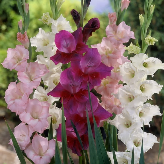 Van Zyverden Gladiolus Prosperity Blend Set of 25 Bulbs Multicolor Partial Sun Perennial Flowers For Cutting 2 lbs