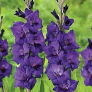 Van Zyverden Gladiolus Purple Flora Dormant Bulb, Partial Sun, Purple