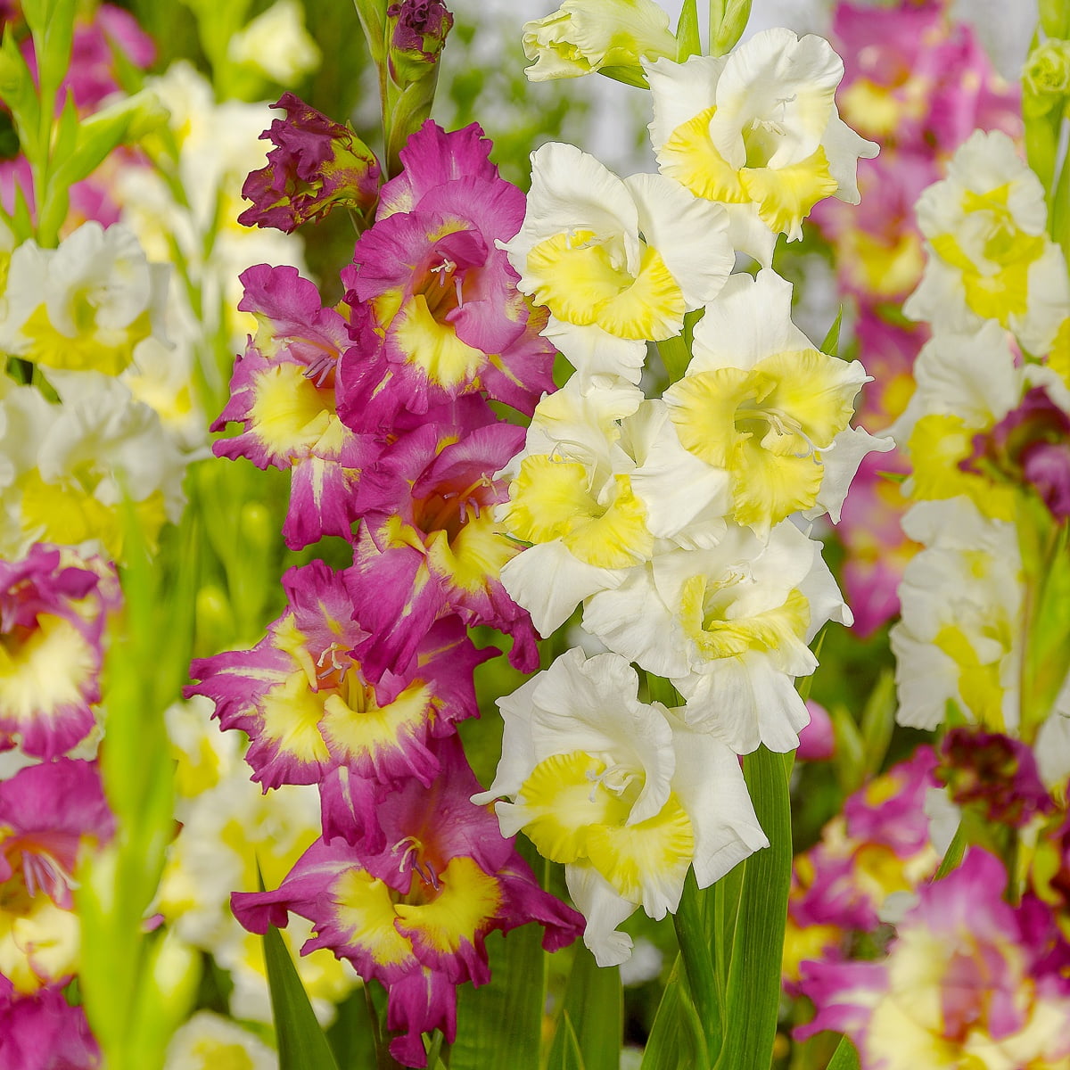 Van Zyverden Gladiolus Vivid Harmony Blend Set of 15 Bulbs Multicolor Partial Sun