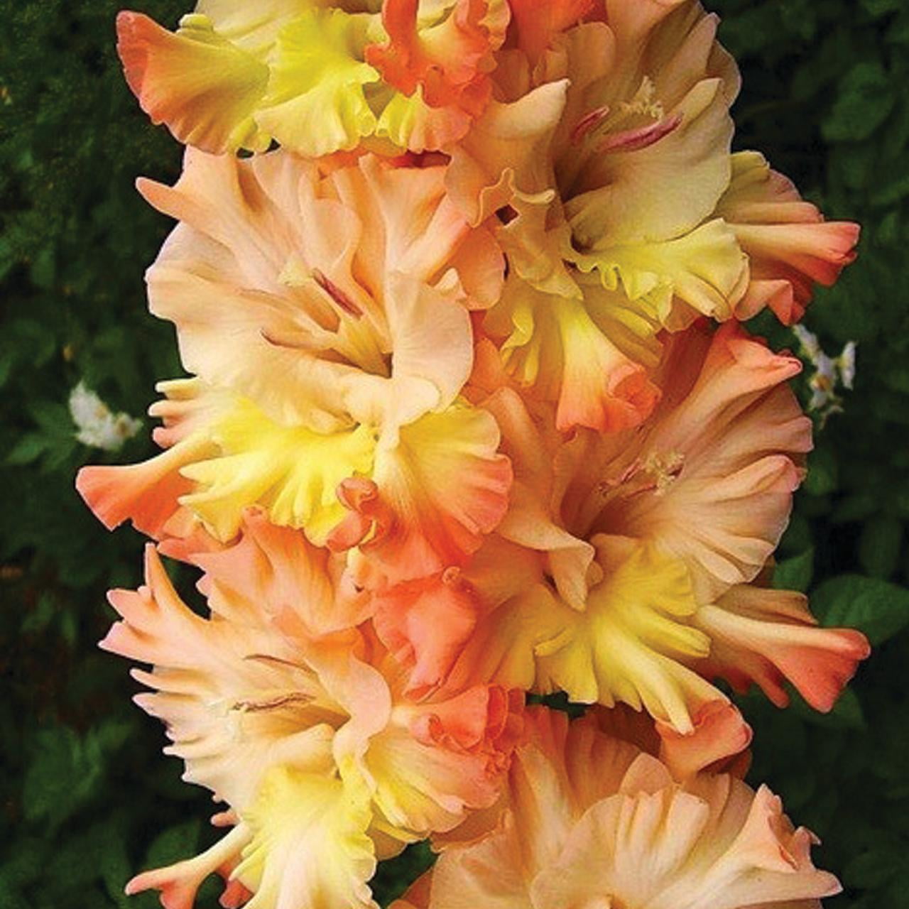 Van Zyverden Gladiolus The Great Queen Elizabeth, Dormant Bulb, Partial ...