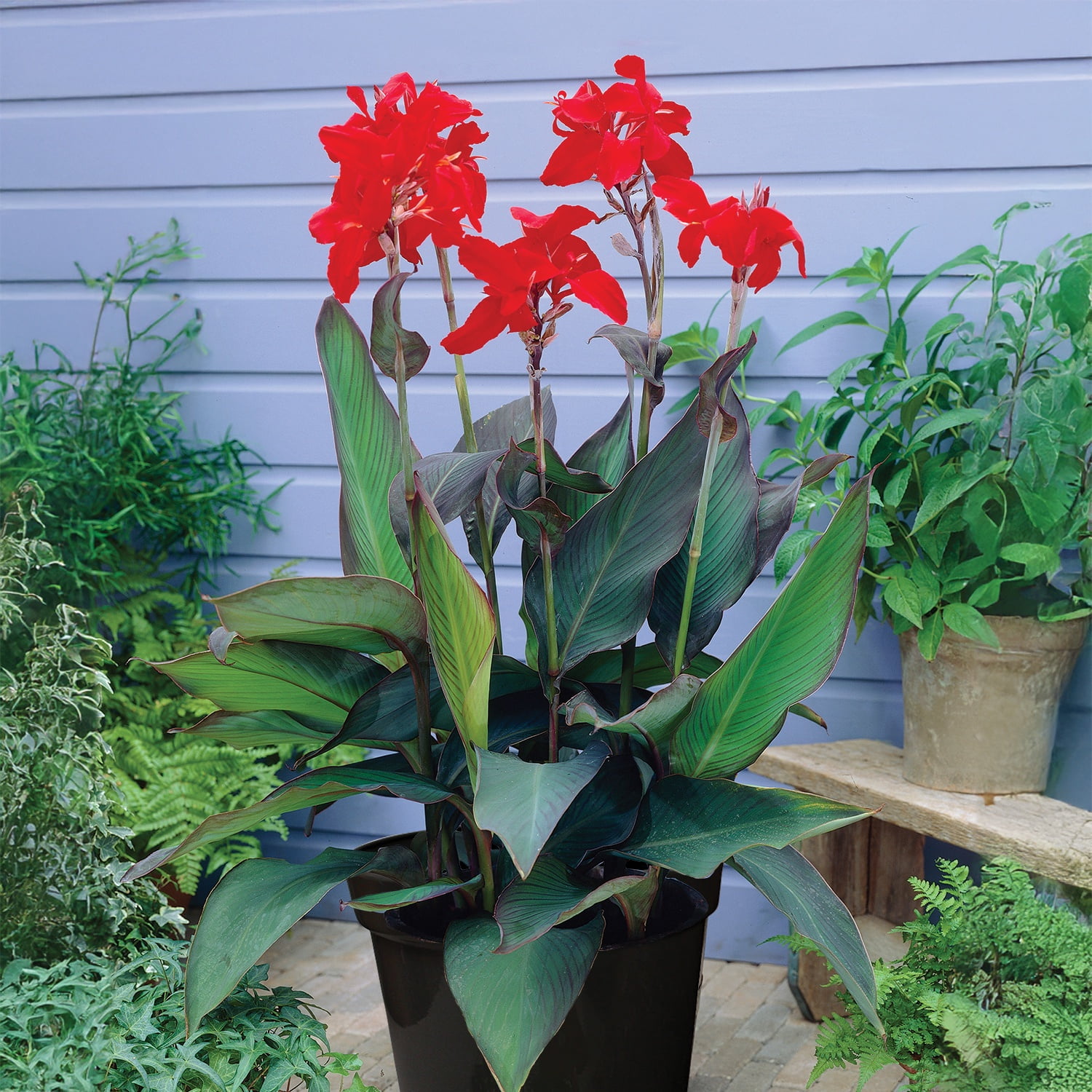 buying soil for plants PREMIUM GARDEN SOIL main image 1