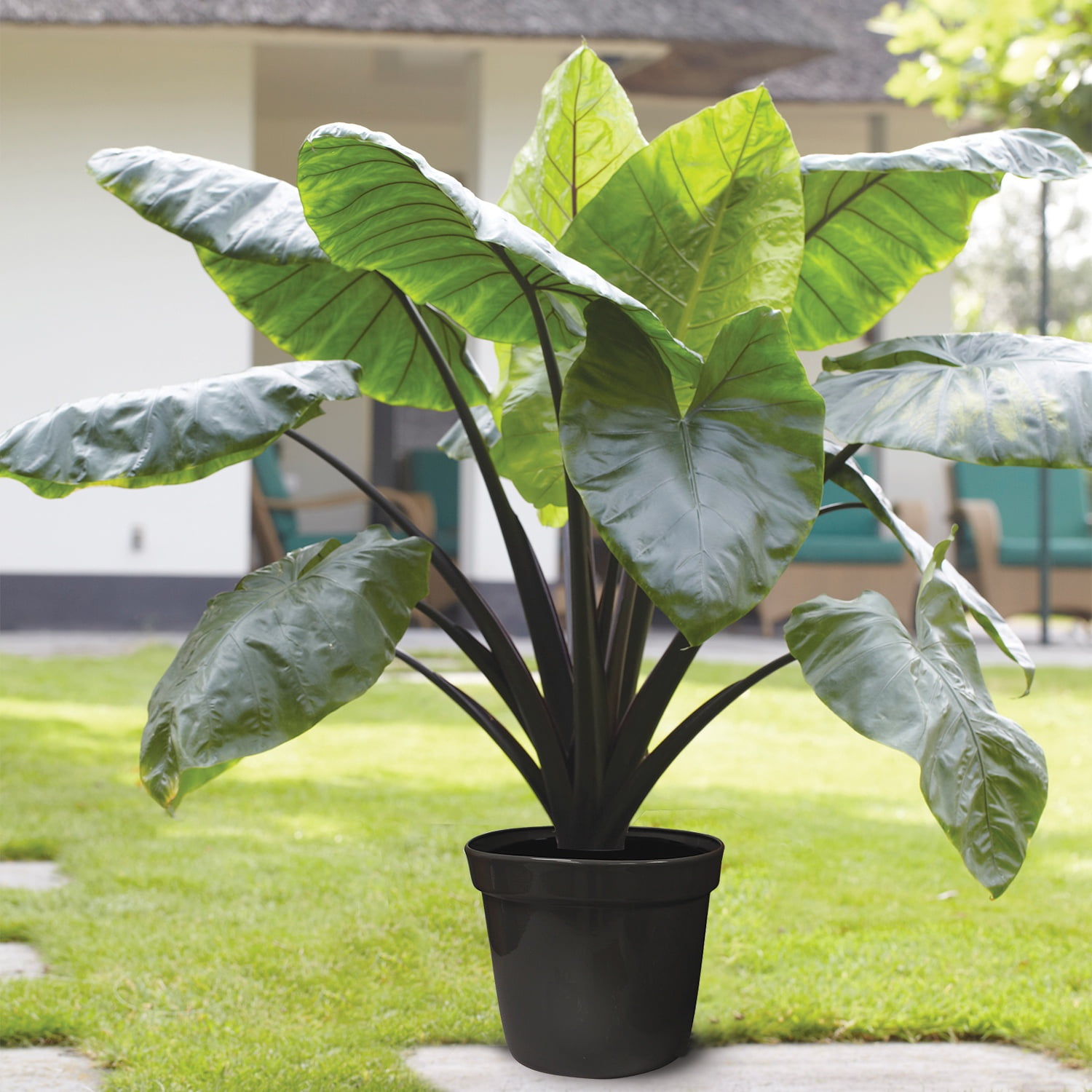 Van Zyverden Goth Patio Gardening Elephant Ear Black Stem Kit with Decorative Metal Planter 1 Bulb Green Partial Sun