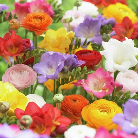 Van Zyverden Grand Freesia & Ranunculus Blend 25 Bulbs Multicolor Partial Sun Deer Resistant 1 lb