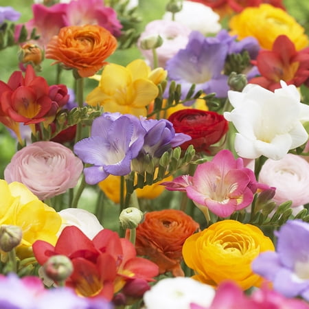 Van Zyverden Grand Freesia and Ranunculus Blend 25 Bulbs Partial Sun Multicolor Perennial Fragrant 1lb