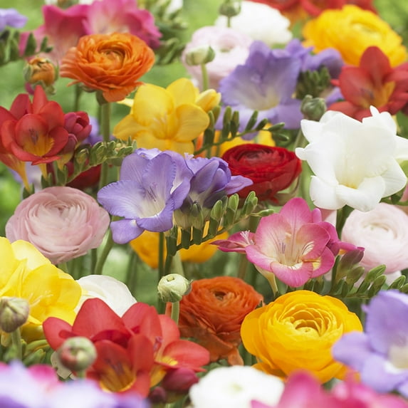 Van Zyverden Grand Freesia and Ranunculus Blend 25 Bulbs Partial Sun Multicolor Perennial Fragrant 1lb