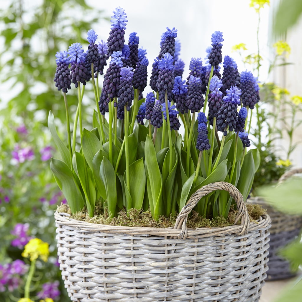 Van Zyverden Grape Hyacinths, MultiColor Latifolum, Set of 25 Bulbs