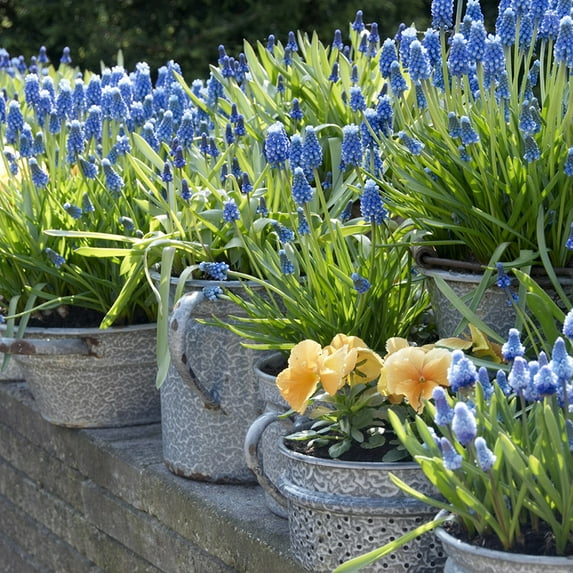 Van Zyverden Grape Hyacinths for Containers Set of 25 Bulbs Blue Partial Sun Perennial Fragrant 1 lb