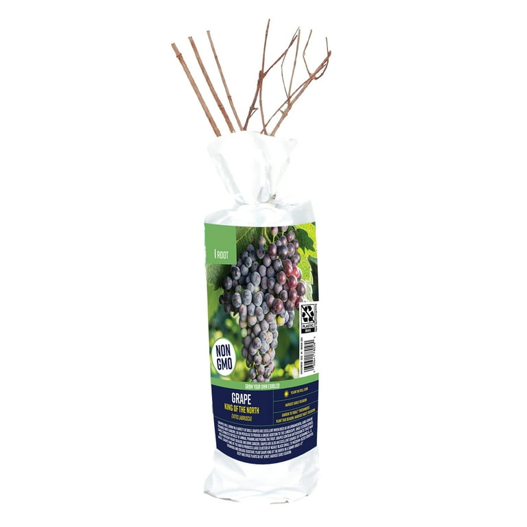 Van Zyverden Grape King of The North (1 Dormant Bare Plant Root