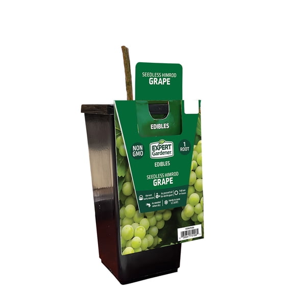 Expert Gardener Himrod Seedless Grape Plant Root, Woody Perennial for Full Sun