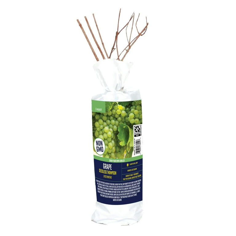 Van Zyverden Grape Seedless Thompson (1 Dormant Bare Plant