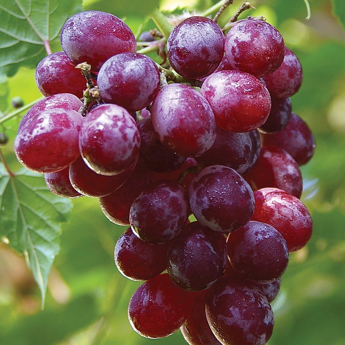 Van Zyverden Grapes Catawba Set of 1 Plant Green Full Sun Fragrant 2 lb